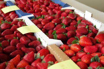 Strawberry-Festival-Best-Flat-Competition